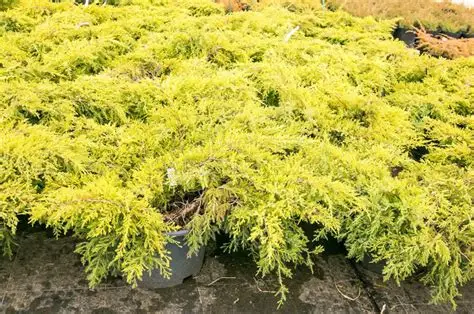 Juniperus media 'Mordigan Gold' - Arany lombú boróka K2