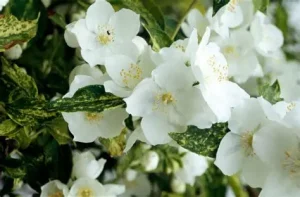 Philadelphus 'Innocence' – Tarkalevelű jezsámen K2
