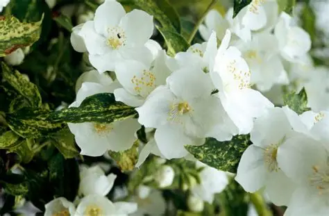 Philadelphus 'Innocence' – Tarkalevelű jezsámen K2