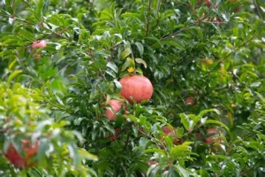 Punica granatum – Gránátalma (termő) K2