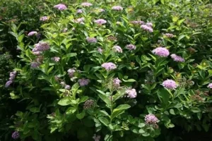 Spiraea betulifolia 'Pink Sparkler' - Nyírlevelű gyöngyvessző K2