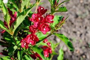 Weigela florida 'Nain Rouge' - Rózsalonc K2
